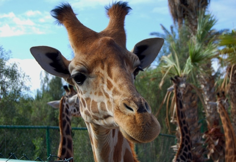 Giraffe im Oasis Park in La Lajita - Fuerteventura