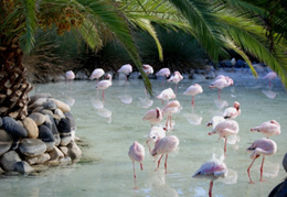 Tierpark im Oasis Park in La Lajita - Fuerteventura