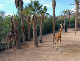 Giraffen im Oasis Park in La Lajita - Fuerteventura