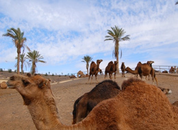 Kamelsafari im Oasis Park in La Lajita - Fuerteventura