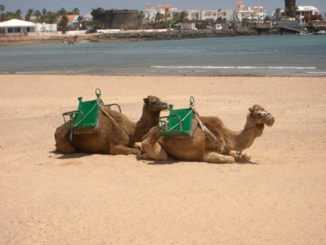 Am Strand von Caleta de Fuste