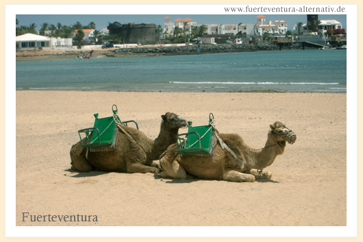 Fuerteventura greeting card