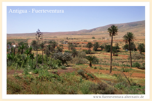 Fuerteventura greeting card